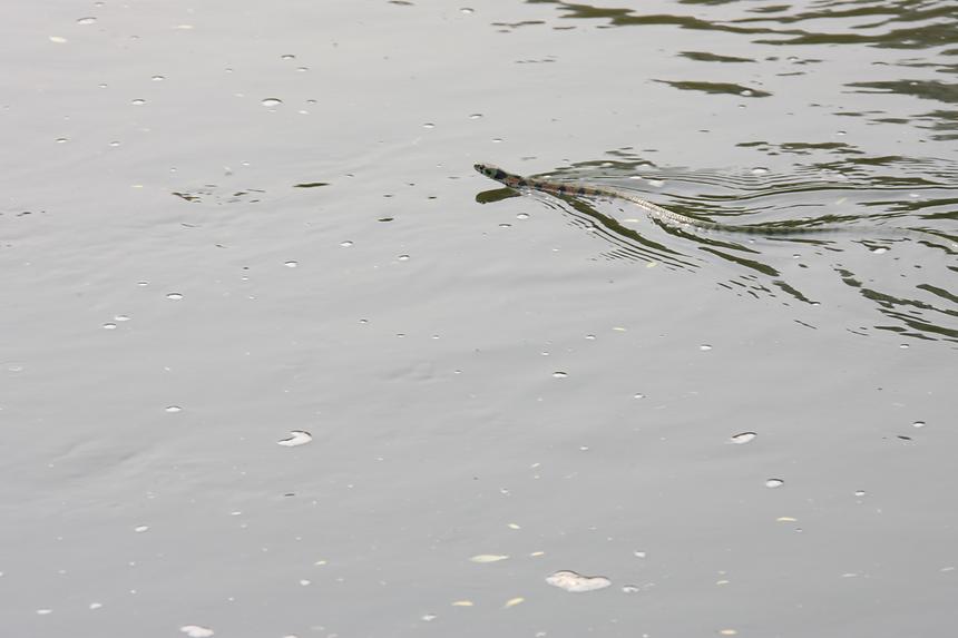 양재천 잉어 - 2