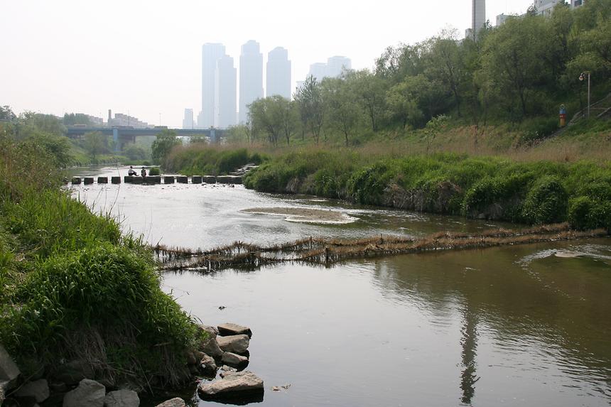 양재천 잉어 - 1