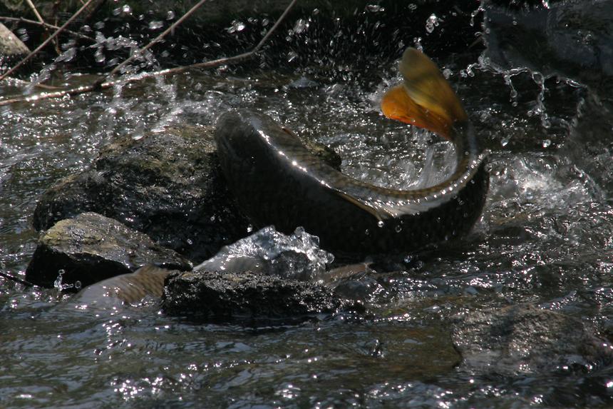 양재천 잉어 - 10