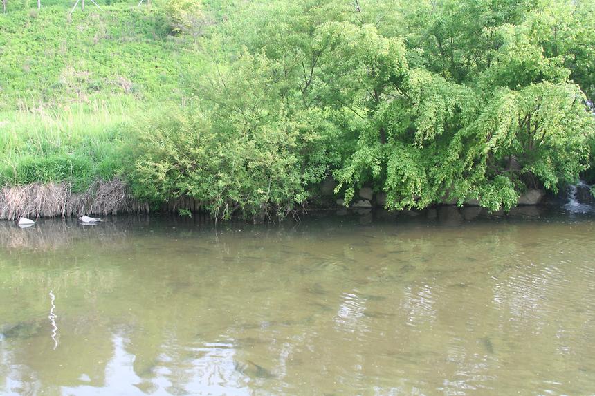 양재천 잉어 - 4