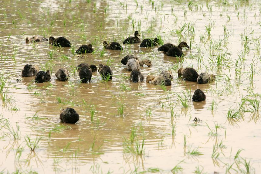 양재천 모내기 - 7