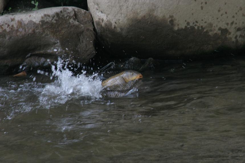 양재천 잉어 - 1