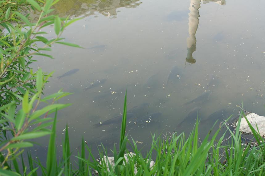 양재천 잉어 - 3