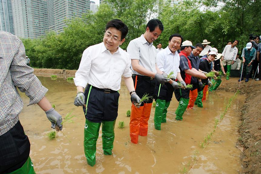 양재천 모내기 - 2