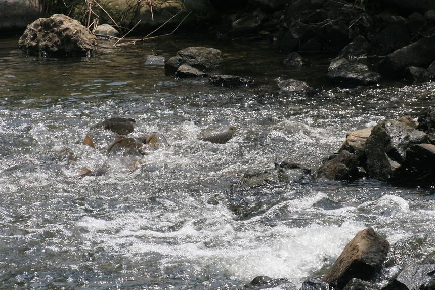 양재천 잉어 - 2