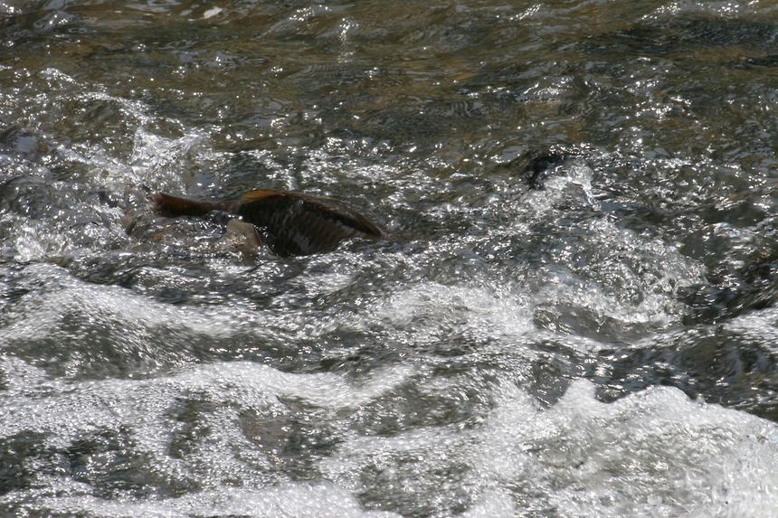 양재천 잉어 - 8