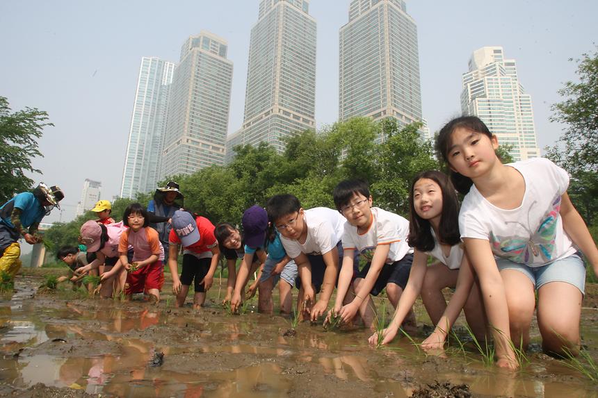 양재천 모내기 행사 - 3