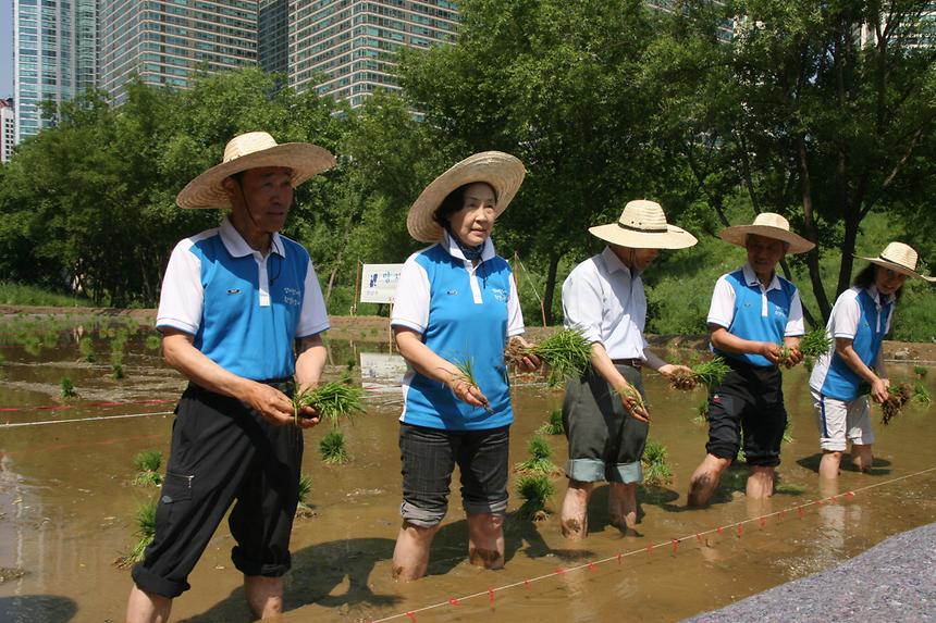 양재천 모내기 행사 - 2
