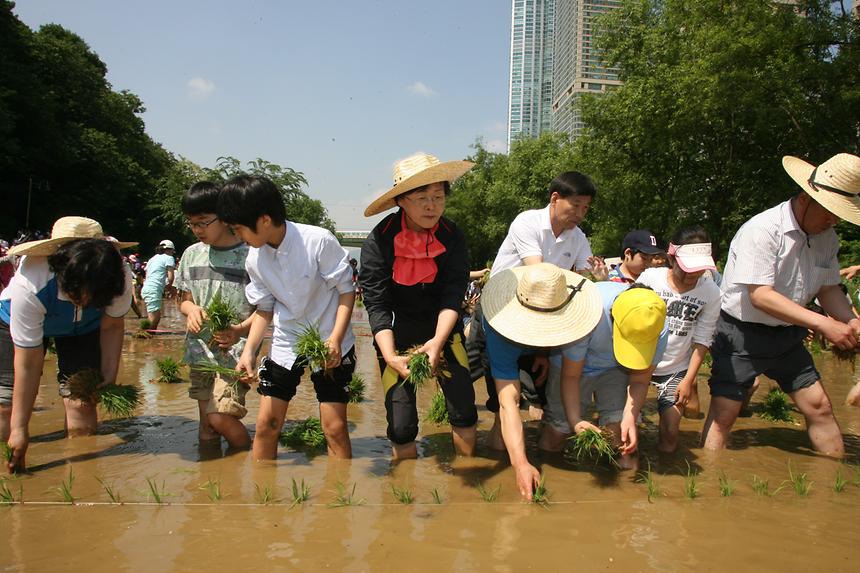 양재천 모내기 행사 - 3