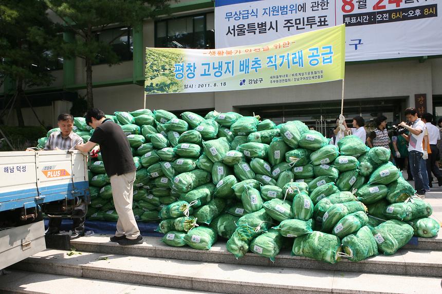 평창 고랭지 배추 직거래 공급 - 1