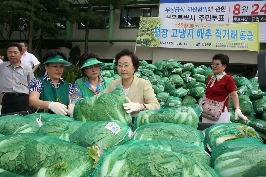 평창 고랭지 배추 직거래 공급 - 5