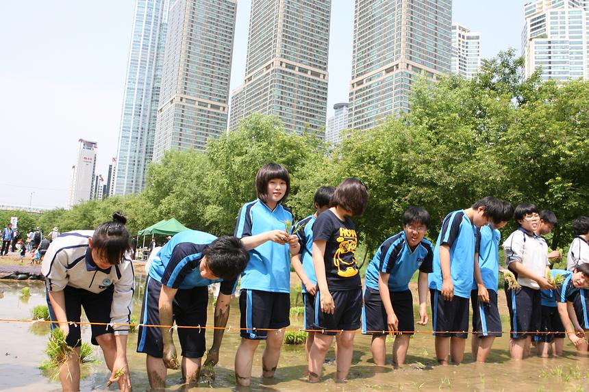 양재천 모내기 행사 - 2