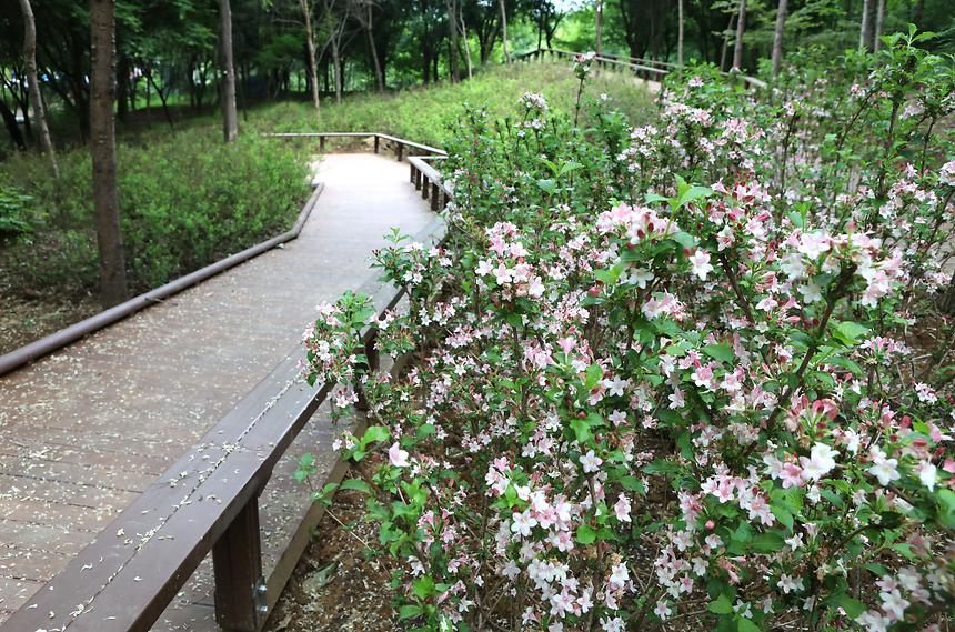 대모산 자락길 - 4
