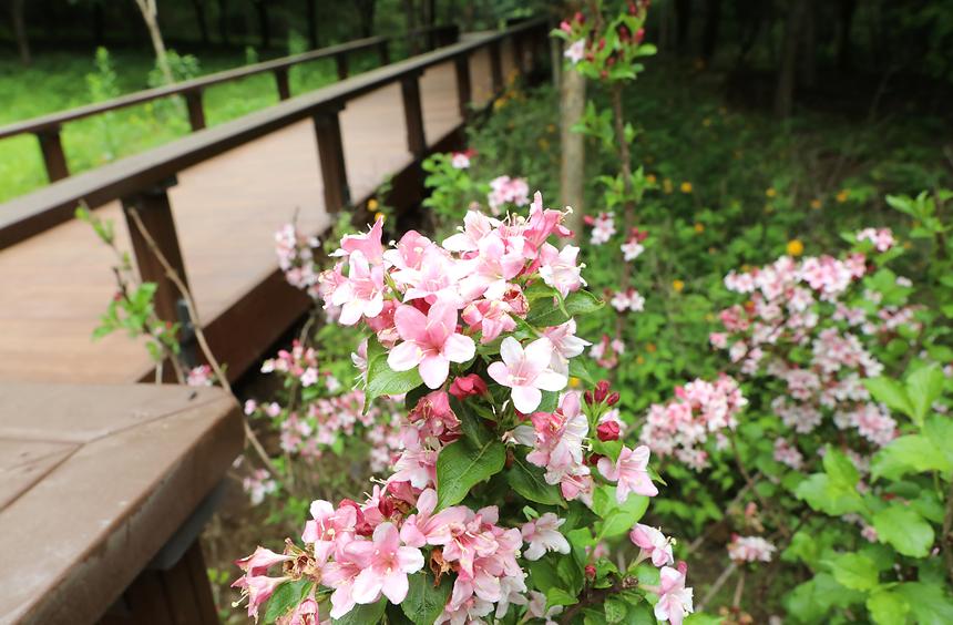 대모산 자락길 - 5
