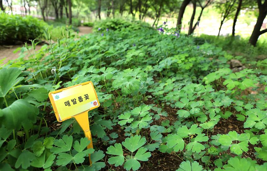 대모산 자락길 - 8