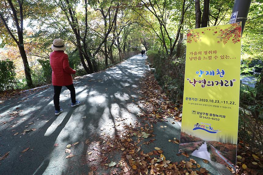 양재천 ‘낙엽의 거리’ - 6