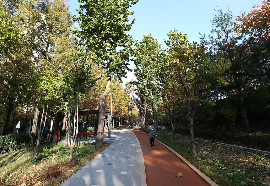 양재천 메타세쿼이아길 - 3