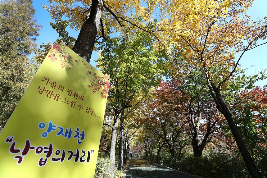 양재천 ‘낙엽의 거리’ - 2