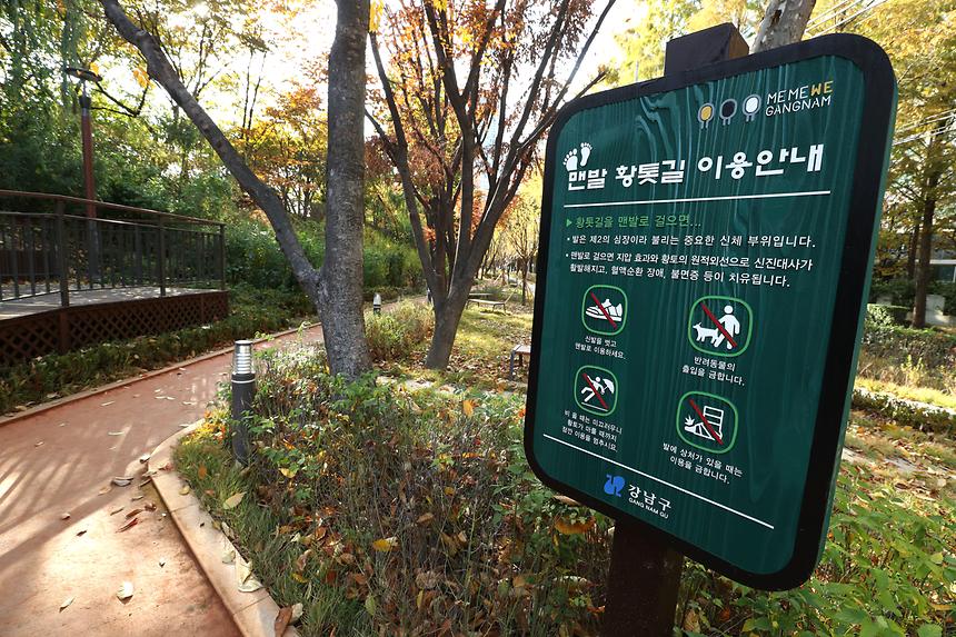 양재천 메타세쿼이아길 - 8