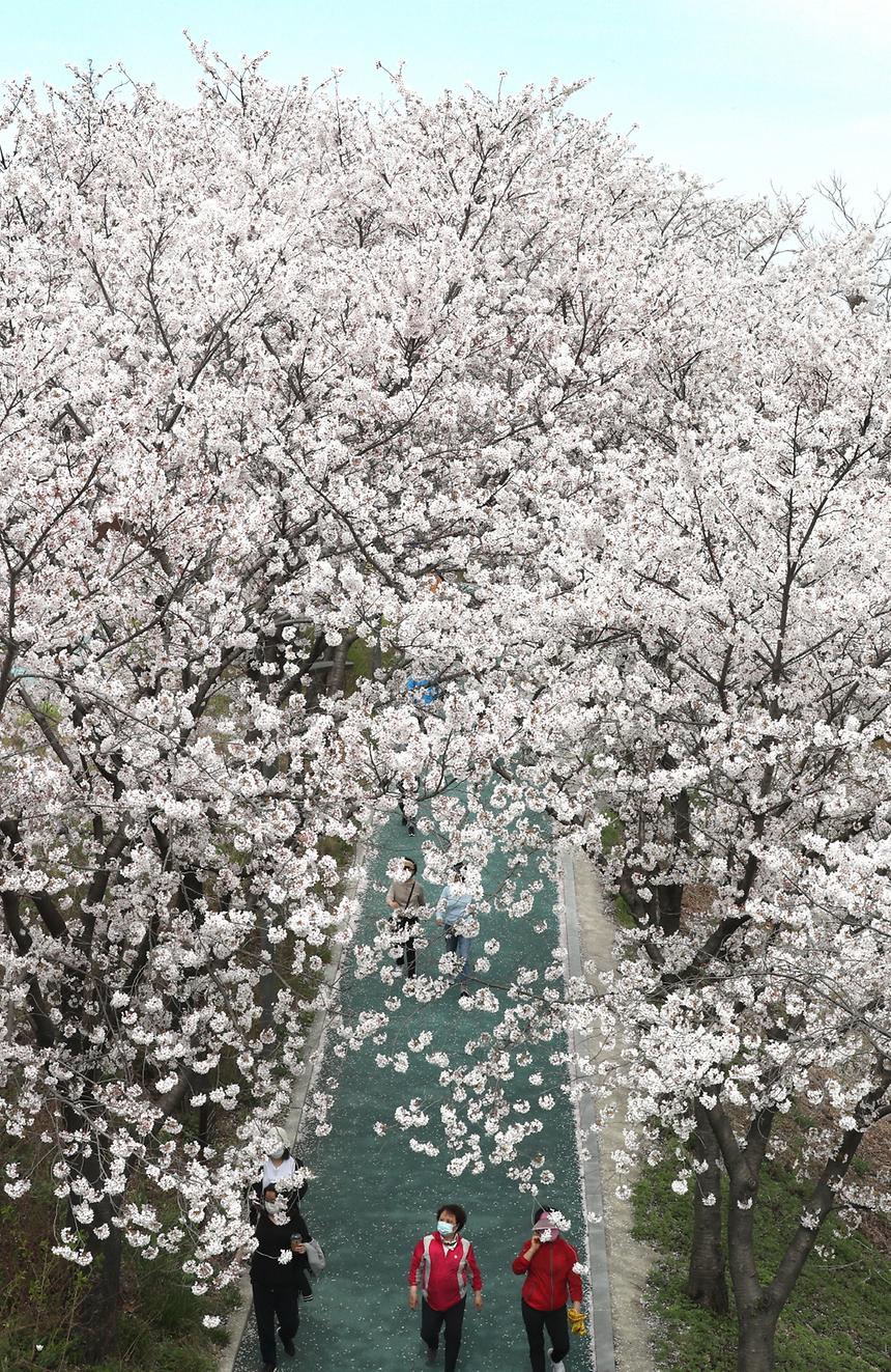 양재천 벚꽃 만개 - 5