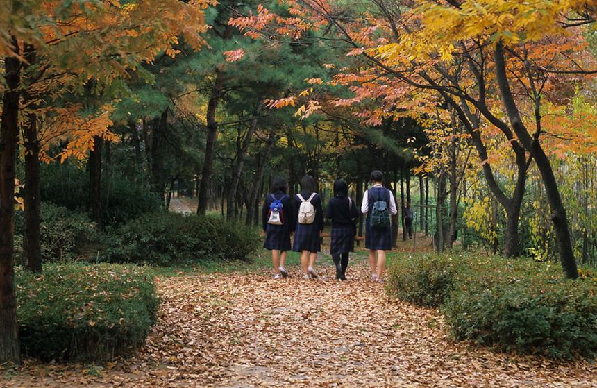 단풍 - 2