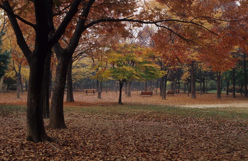 단풍 - 1