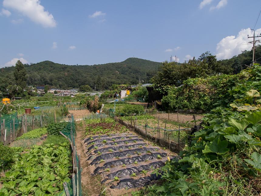 대모산 - 1