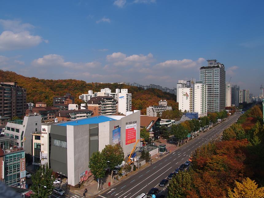남부순환로 매봉역 일대 메타세콰이어 거리 - 1