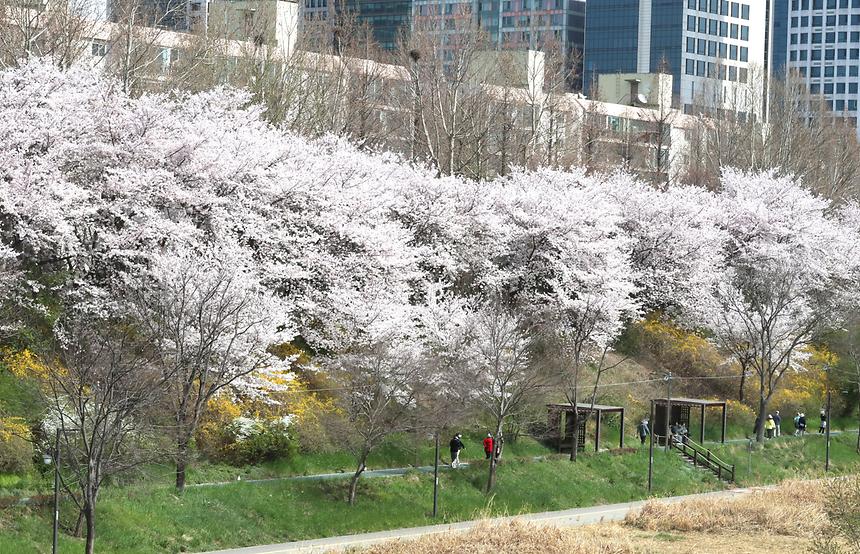 양재천 벚꽃 - 6