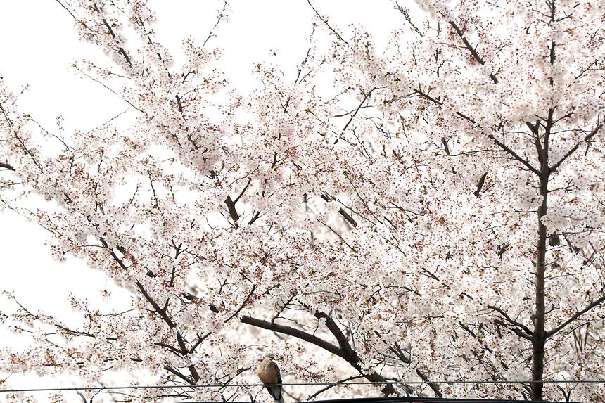 양재천 벚꽃 - 5