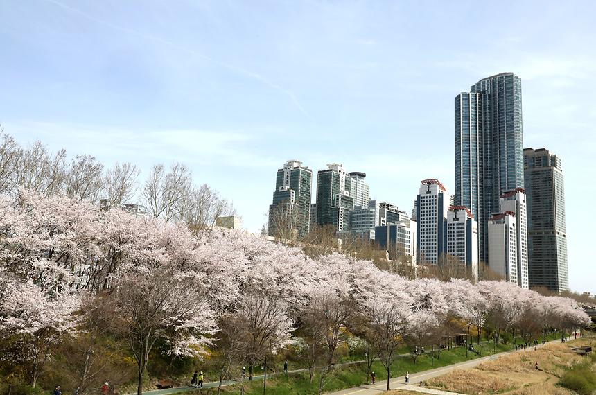 양재천 벚꽃 - 2