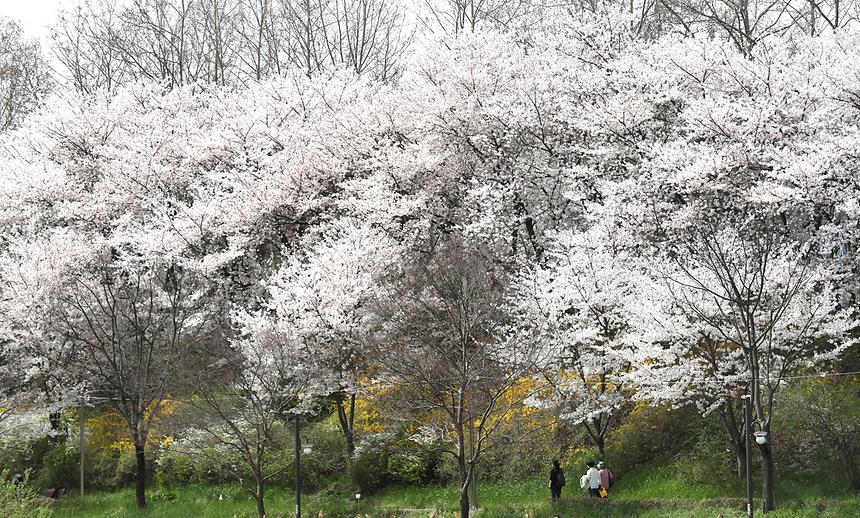 양재천 벚꽃 - 3