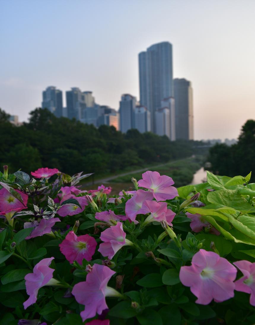 2017년 강남구 사진공모전 출품작(양재천) - 5