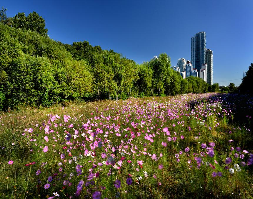 2018년 강남구 사진공모전 출품작(양재천) - 12