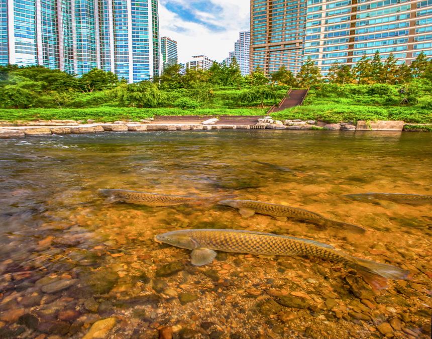 2018년 강남구 사진공모전 출품작(양재천) - 8
