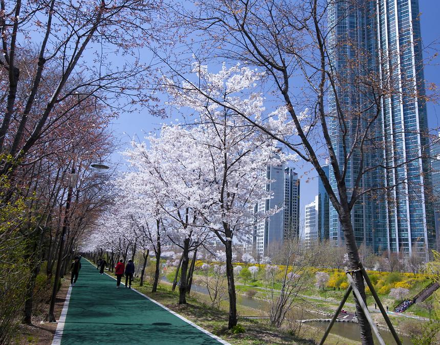 2015년 강남구 사진공모전(양재천 봄, 여름) - 2