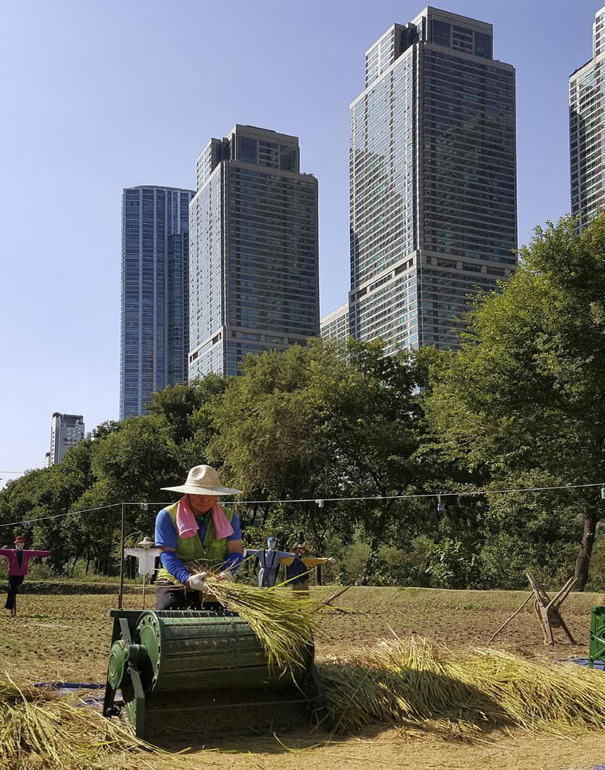 2015년 강남구 사진공모전(양재천 가을, 겨울) - 6