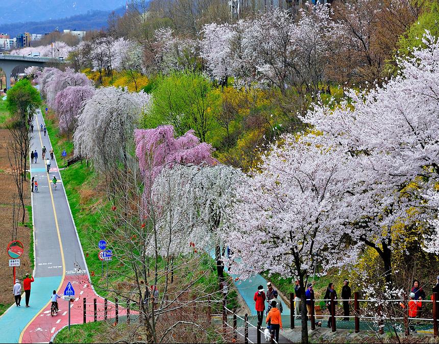 2015년 강남구 사진공모전(양재천 봄, 여름) - 1