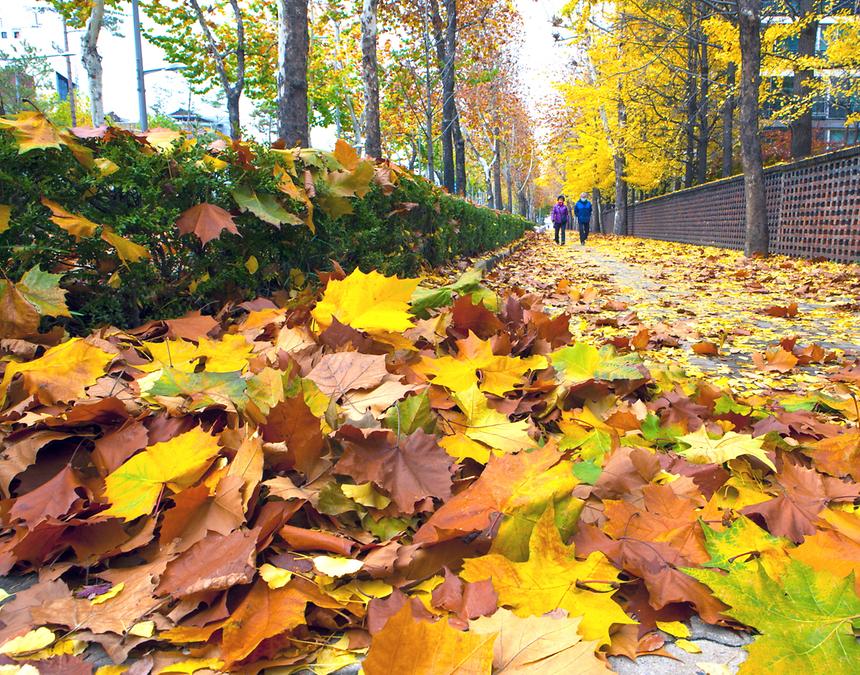 2016 강남구 사진공모전 출품작 - 2