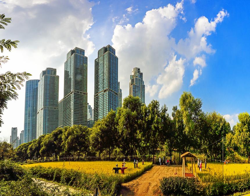 2015년 강남구 사진공모전(양재천 가을, 겨울) - 3