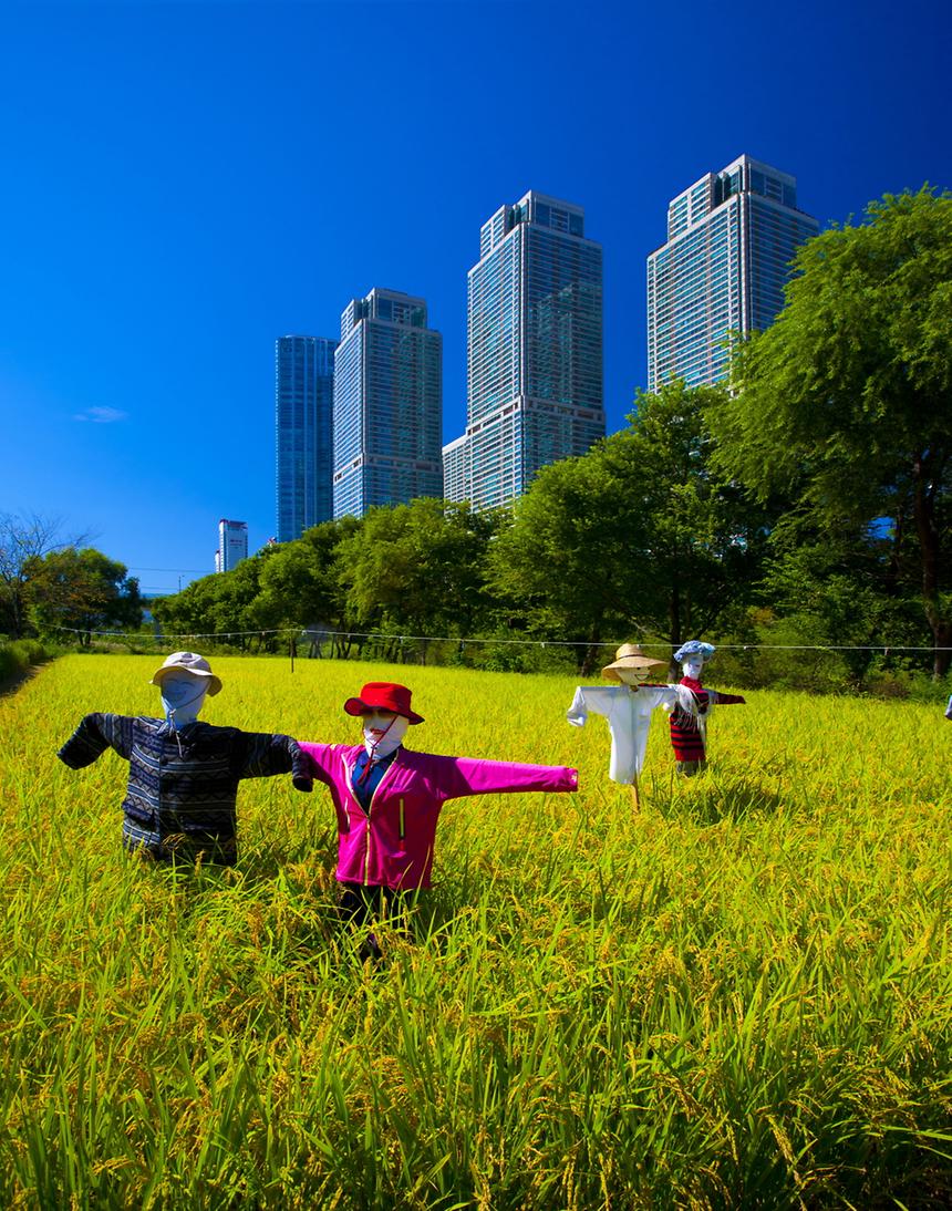 2015년 강남구 사진공모전(양재천 가을, 겨울) - 5