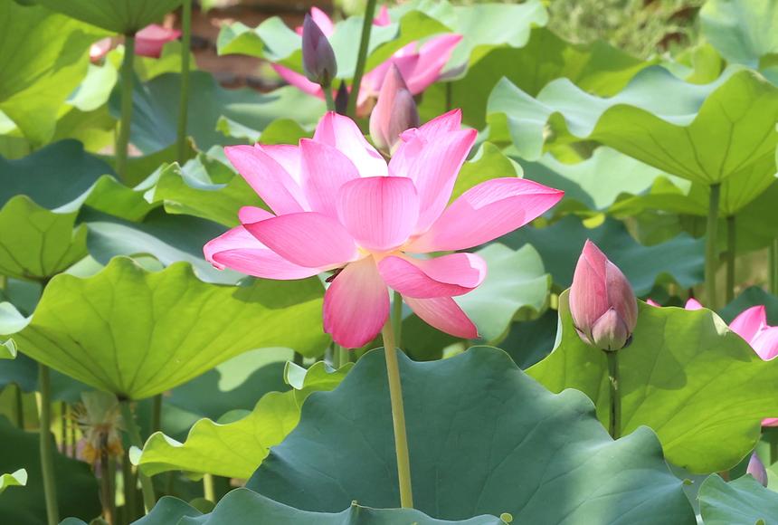 봉은사 연꽃 만발  - 3