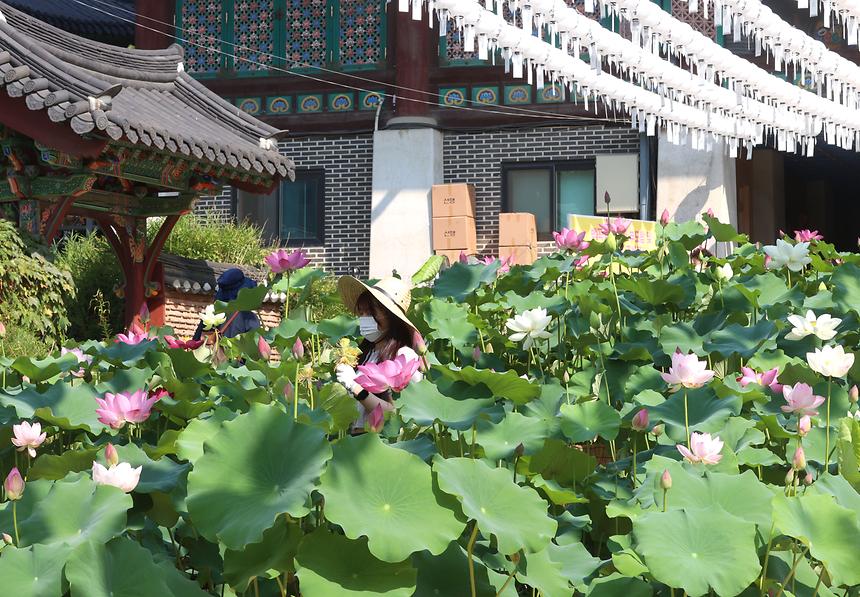 봉은사 연꽃 만발  - 1