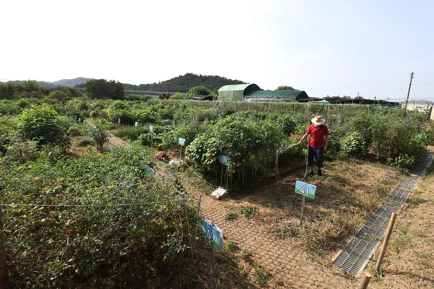 세곡동 힐링텃밭 - 1
