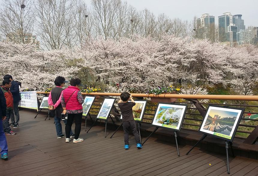 제16회 강남구 문화체육 관광 사진전 (입선) - 7