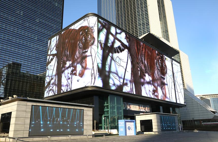 임인년 맞아 코엑스 대형전광판에 백두산호랑이 영상 상영 - 6