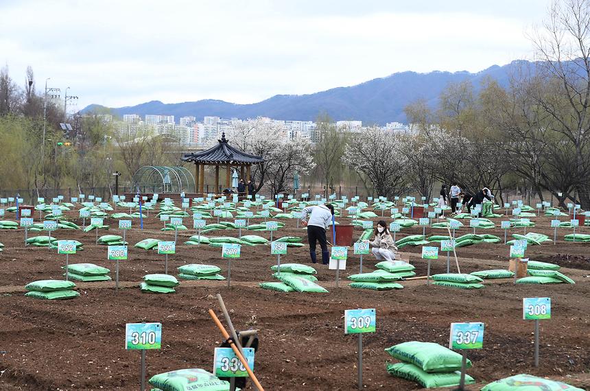 ‘세곡천 힐링텃밭’ 개장  - 1