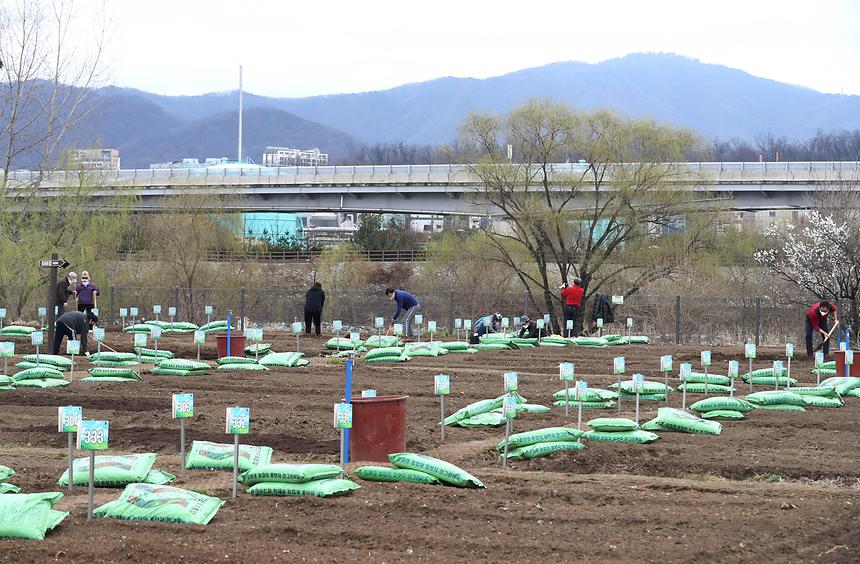 ‘세곡천 힐링텃밭’ 개장  - 4
