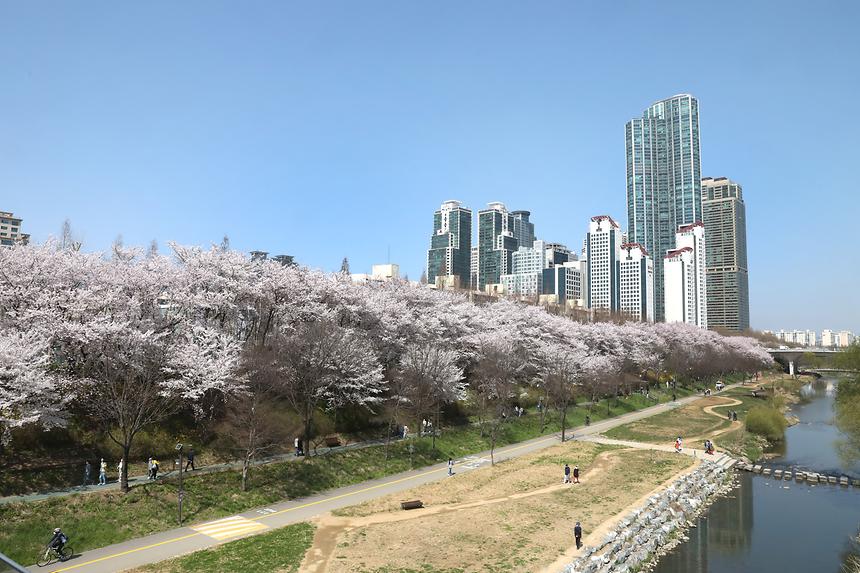 양재천 벚꽃 만개 - 1