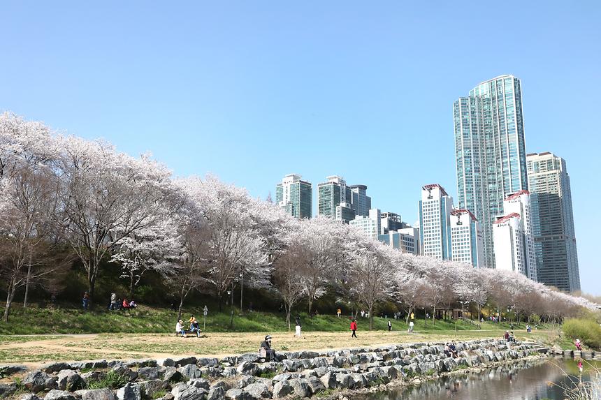 양재천 벚꽃 만개 - 2